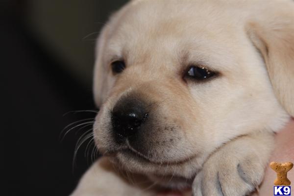 Puppies in MN